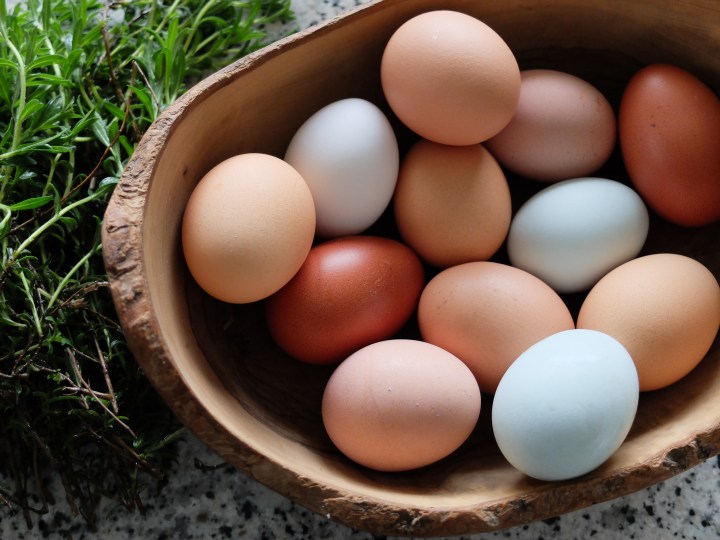 Conservation des oeufs, 8 mois plus&nbsp;tard…