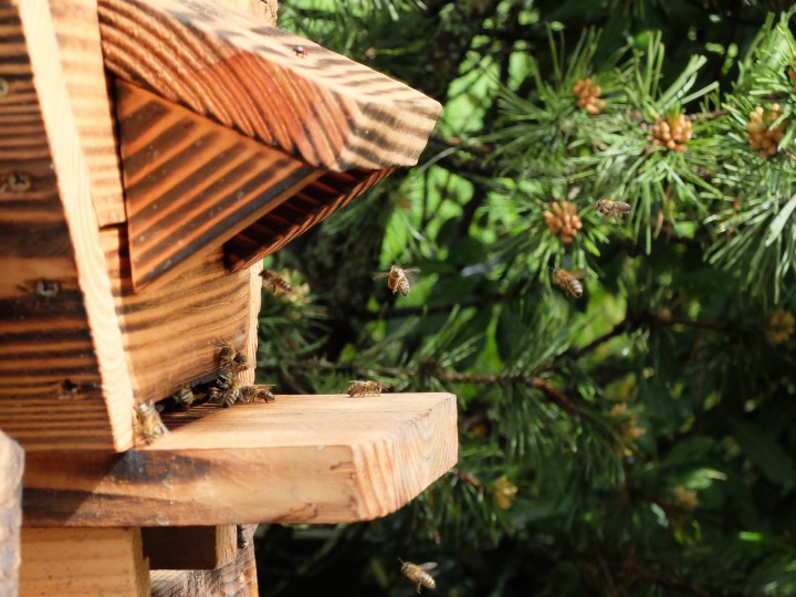 Le jour de notre premier&nbsp;essaim